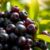 Aronia – superfood pełen zdrowotnych korzyści i bioaktywnych związków